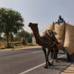 In 3 Tagen durch Rajasthan – Jain- und Motorrad-Tempel