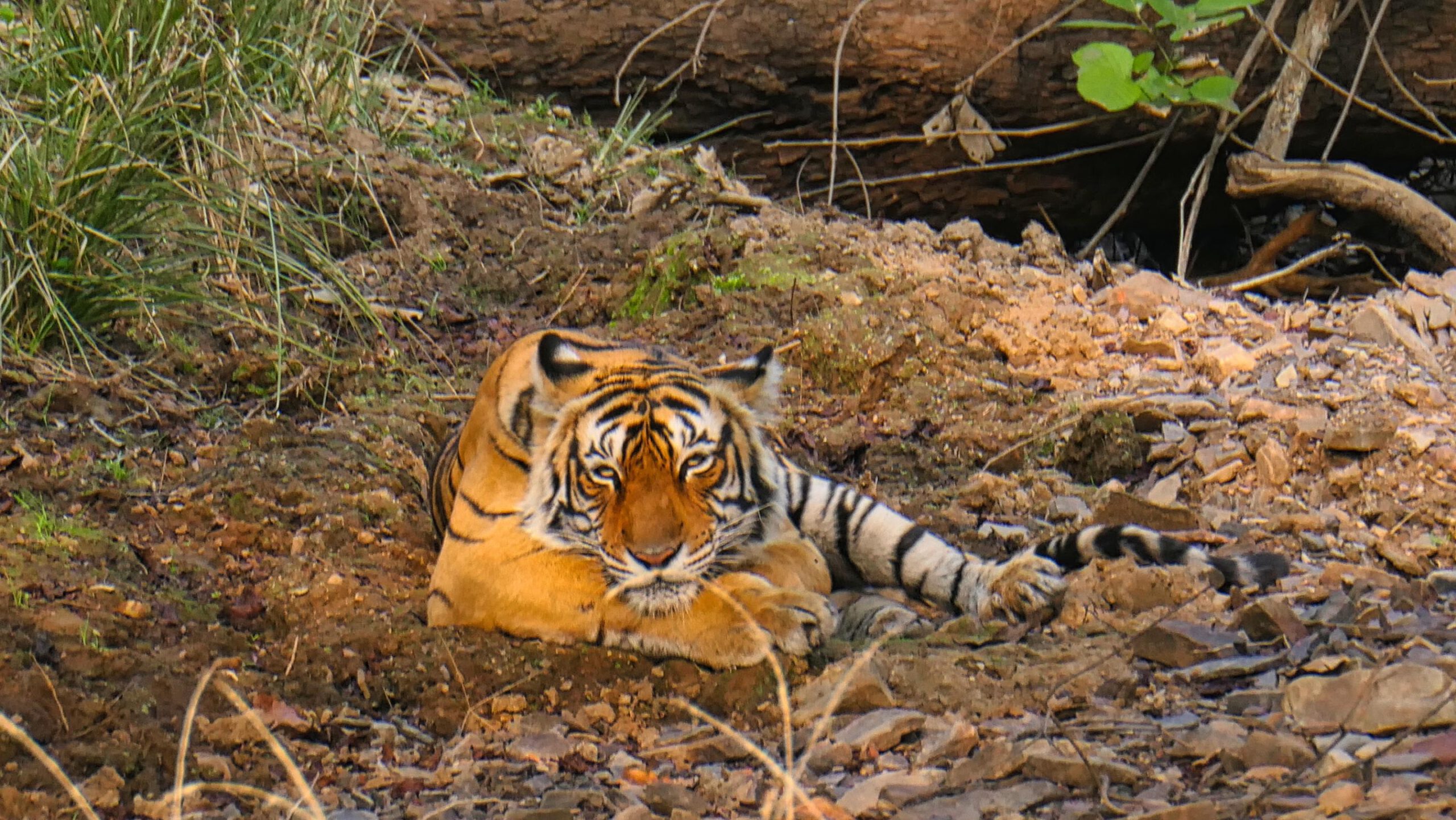 Du betrachtest gerade Busrundreise durch Rajasthan – Teil 3/3