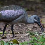 Südafrika – Eine Woche Durban