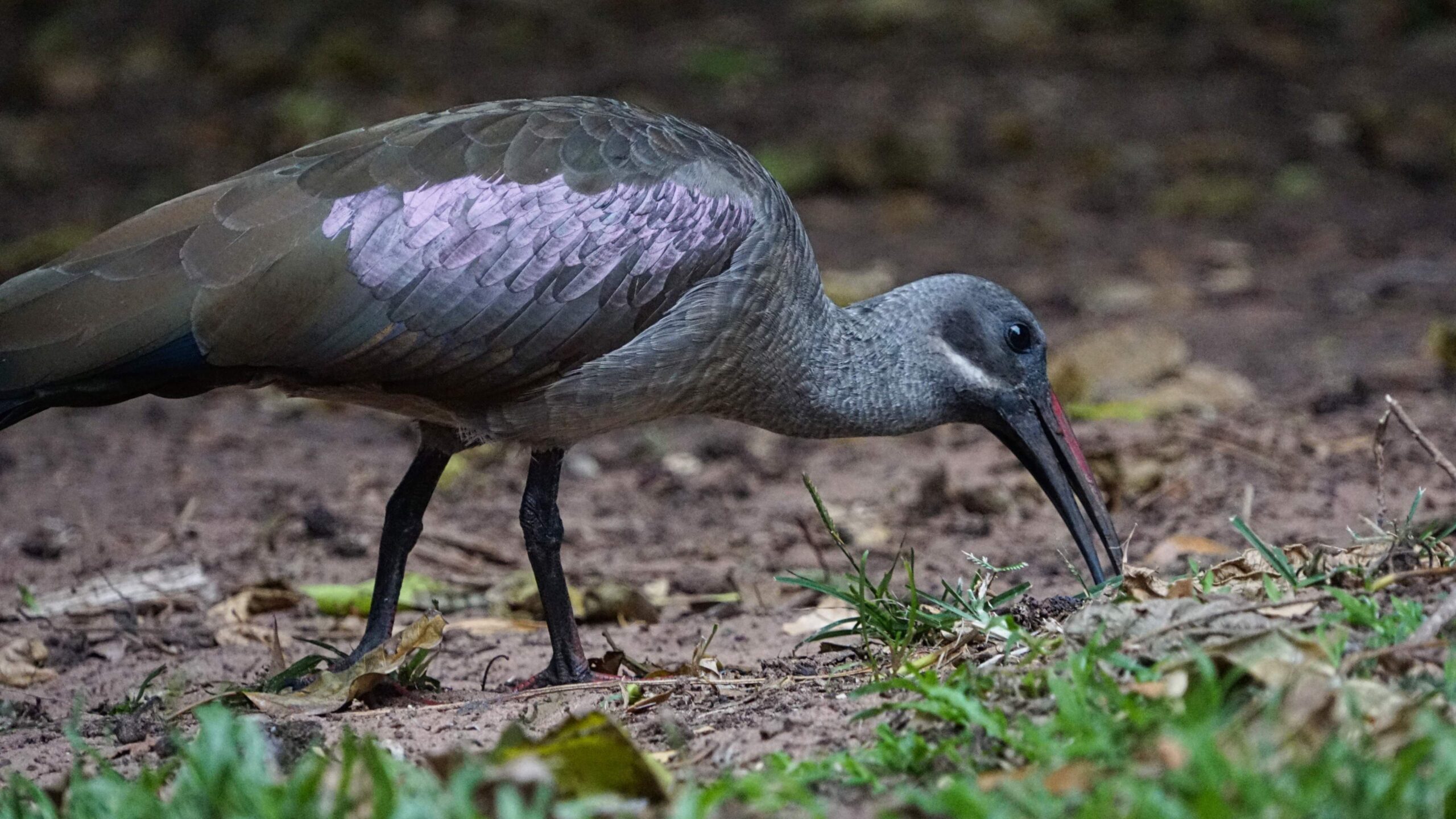 Du betrachtest gerade Südafrika – Eine Woche Durban