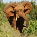 Eswatini, das letzte Königreich Afrikas