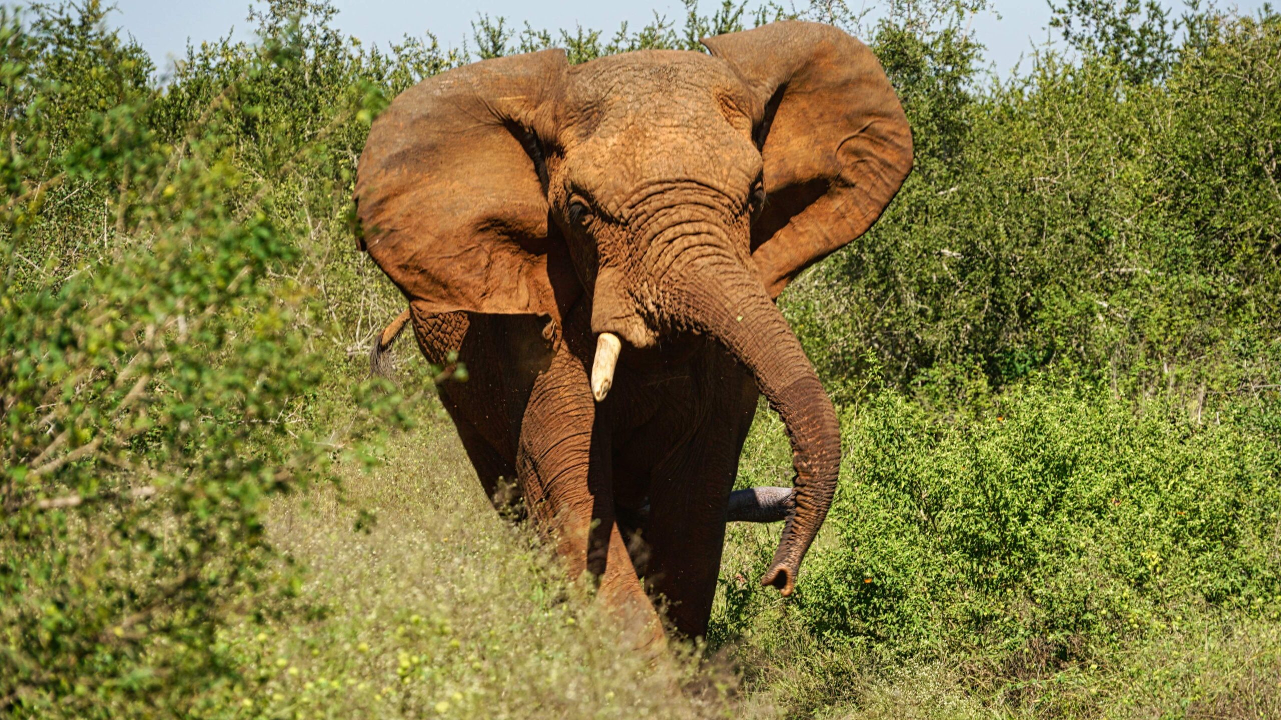 Du betrachtest gerade Eswatini, das letzte Königreich Afrikas