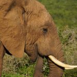 Südafrika – von Rhodes nach Port Elizabeth/Gqeberha