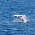 Südafrika – Garden Route bei Plettenberg Bay