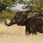 Namibia – Autorundreise 3/4 – Swakopmund nach Outjo