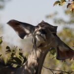 Namibia – Autorundreise 4/4 – Etosha Park und zurück nach Windhoek
