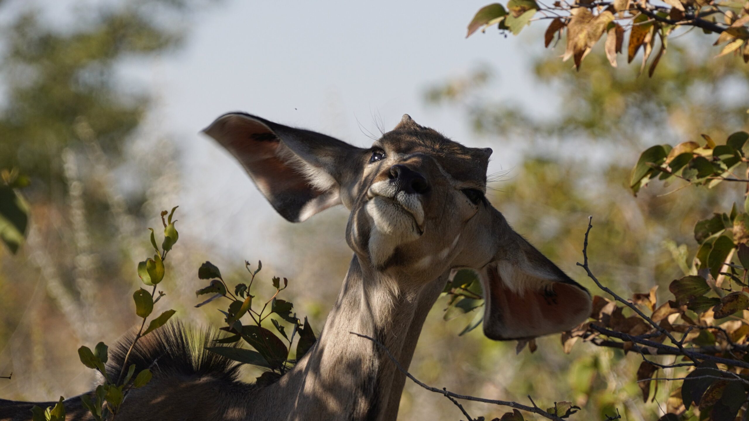 Du betrachtest gerade Namibia – Autorundreise 4/4 – Etosha Park und zurück nach Windhoek